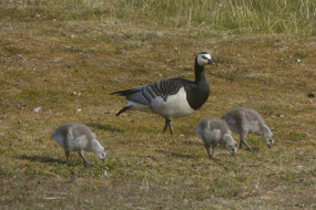 A 54 Barnacle Geese and goslings 14 7 15 K Morgan