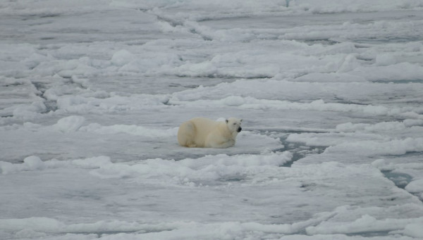 E 236 Polar Bear in pack ice 18 7 17
