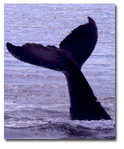 humpbackFluke