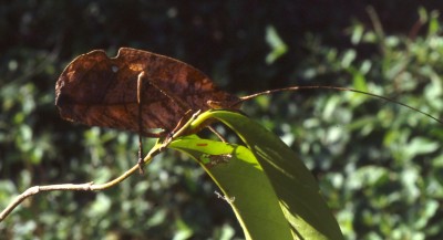 Katydid